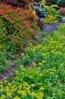 USA, Washington State, Sammamish. Garden in springtimewith evergreens, Japanese maple and barberry Art Print